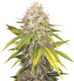 1774712738759.png 1774712738759.png