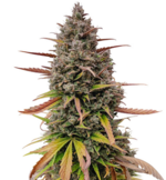 1775576930816.png 1775576930816.png